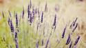 Nature flowers lavender depth of field purple wallpaper
