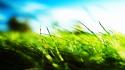 Nature grass hdr photography depth of field wallpaper