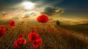 Nature sunlight red flowers poppies wallpaper