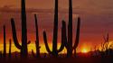 Sunset clouds nature desert arizona cactus skyscapes view wallpaper