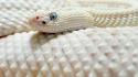 White snakes reptiles wallpaper