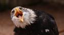 Birds eagles open mouth wallpaper