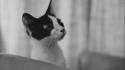Black and white cats room monochrome wallpaper