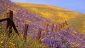 California barbed wire purple flowers wildflowers wallpaper
