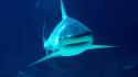 Fish sharks oceans underwater sea wallpaper