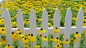 Flowers fences garden vibrant yellow coneflowers wallpaper