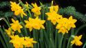 Flowers narcissus yellow wallpaper