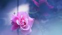 Flowers pink roses reflections wallpaper
