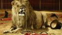 Funny lions circus wallpaper