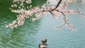 Japan cherry blossoms flowers birds ducks lakes white wallpaper