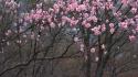 Japan cherry blossoms flowers flowered trees wallpaper
