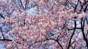 Japan cherry blossoms trees flowers wallpaper