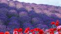 Japan flowers spring (season) lilac meadows poppies wallpaper