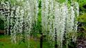 Japan flowers spring (season) wisteria white wallpaper