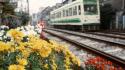 Japan flowers trains japanese tram railroad tracks cities wallpaper