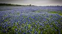 Landscapes nature texas blue flowers bluebonnet wallpaper