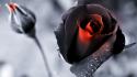 Nature black flowers roses color isolation wallpaper