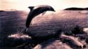 Ocean magic dolphins wallpaper