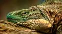 Reptiles iguana wallpaper