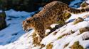 Snow animals leopards feline wallpaper