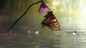 Water animals butterflies wallpaper