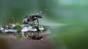 Animals ants wallpaper