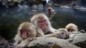 Animals hdr photography snow monkey japanese macaque wallpaper