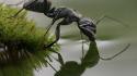 Animals insects ants moss macro drinking hymenopthera photography wallpaper