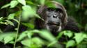Animals leaves gorillas wallpaper