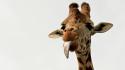 Animals tongue giraffes wallpaper