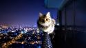 Cityscapes night lights cats collar cities tabby wallpaper