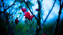 Depth of field roses branches red thorns wallpaper