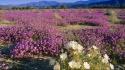 Flowers desert california wallpaper