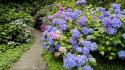 Flowers garden canada vancouver british columbia hydrangea wallpaper