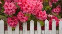 Flowers oregon pink rhododendron wallpaper