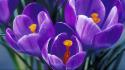 Flowers spring (season) crocus purple wallpaper