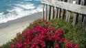 Ice coast flowers california wallpaper