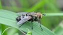 Insects leaves grass wildlife fly plants macro wallpaper