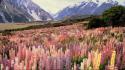 Landscapes flowers new zealand national park mount lupine wallpaper