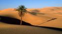 Landscapes nature desert palm trees wallpaper