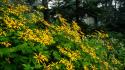 National park sunflowers great smoky mountains woodland wallpaper