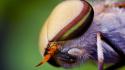 Nature eyes animals insects wildlife fly macro wallpaper