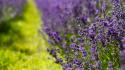 Nature flowers bokeh lavender depth of field purple wallpaper