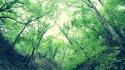 Nature trees forest point of view wallpaper