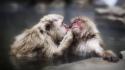 Water animals kissing monkeys affection japanese macaque wallpaper