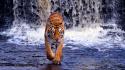 Water animals tigers bengal waterfalls wallpaper