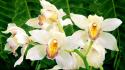 White flowers orchids wallpaper
