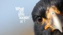 Animals humor funny eagles national geographic wallpaper
