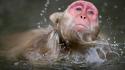 Animals national geographic japanese macaque wallpaper