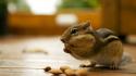 Animals nuts backyard chipmunks wallpaper